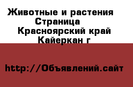  Животные и растения - Страница 3 . Красноярский край,Кайеркан г.